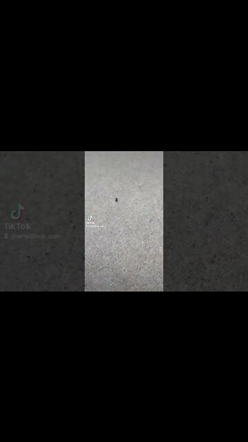 ⚠️ Antslifeuk.com ⚠️⠀⠀📽 No 1 for Ants ✨🐜Welcome to the ant world.#queenant #ant #antfarm