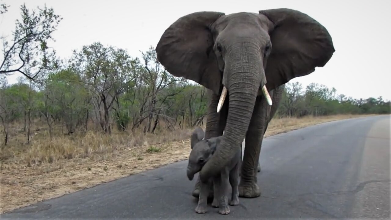 Mother elephant prevents calf from getting too close to tourists