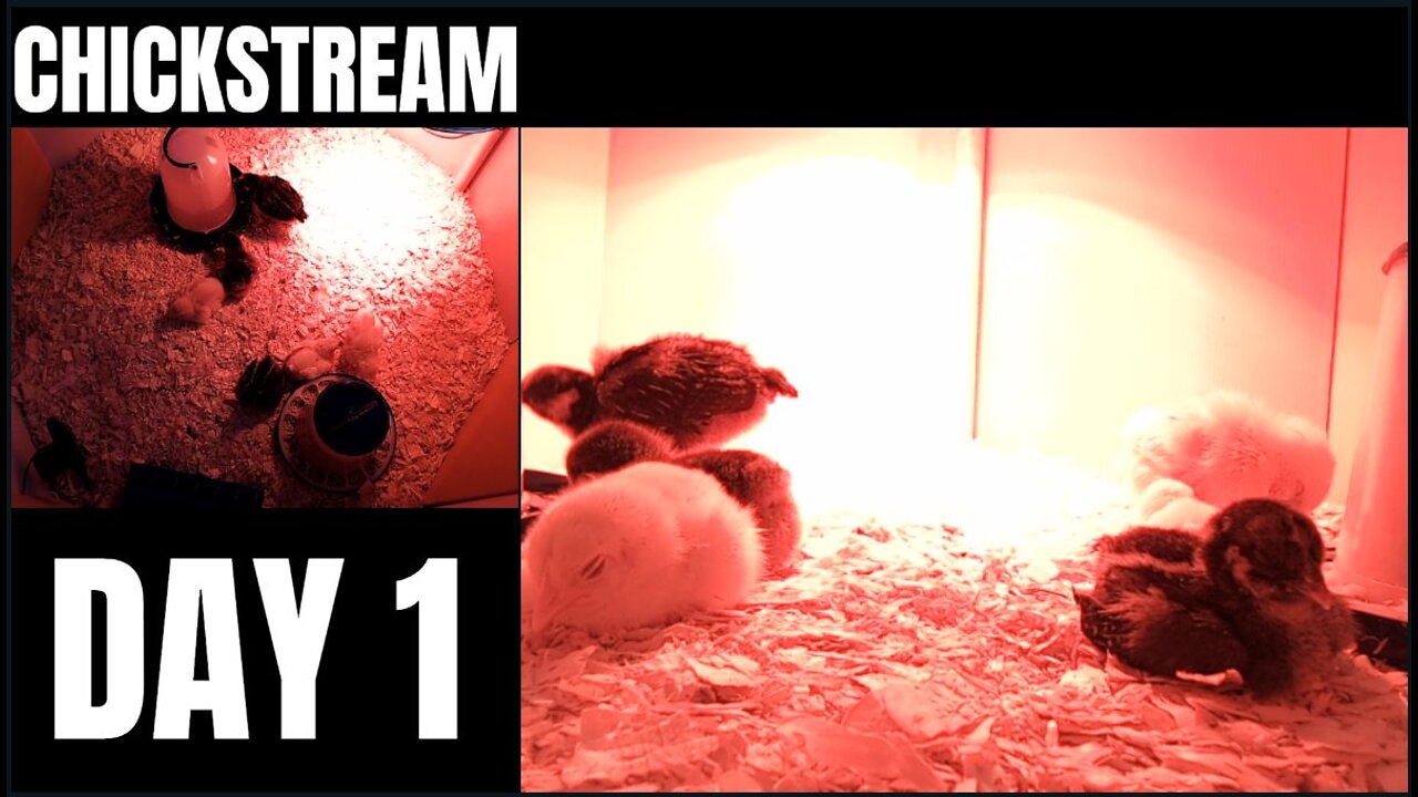 CHICKSTREAM!