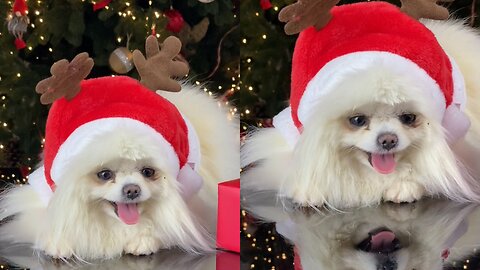 Watch this cute puppy enjoying himself while donning a Christmas attire.