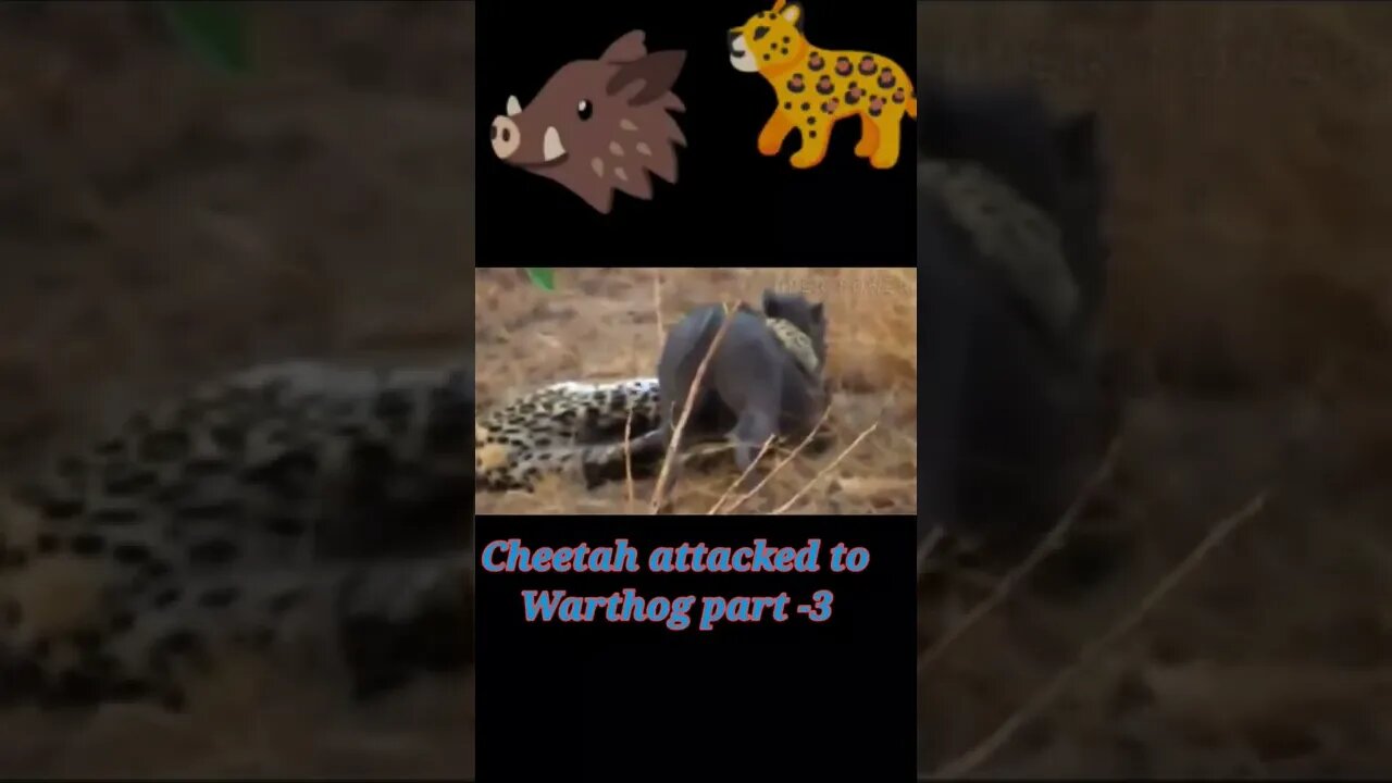 Cheetah attacked to warthog part -3 #shorts #youtubeshorts #shortvideo