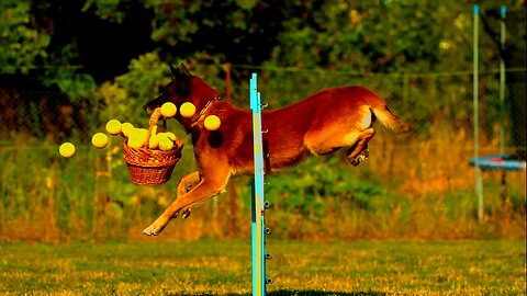 Pet dog workout