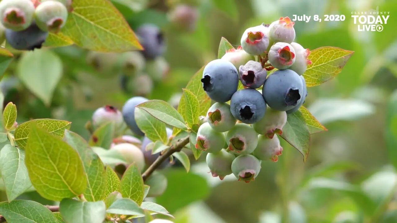 Inaugural Hockinson Berry Festival set for Saturday