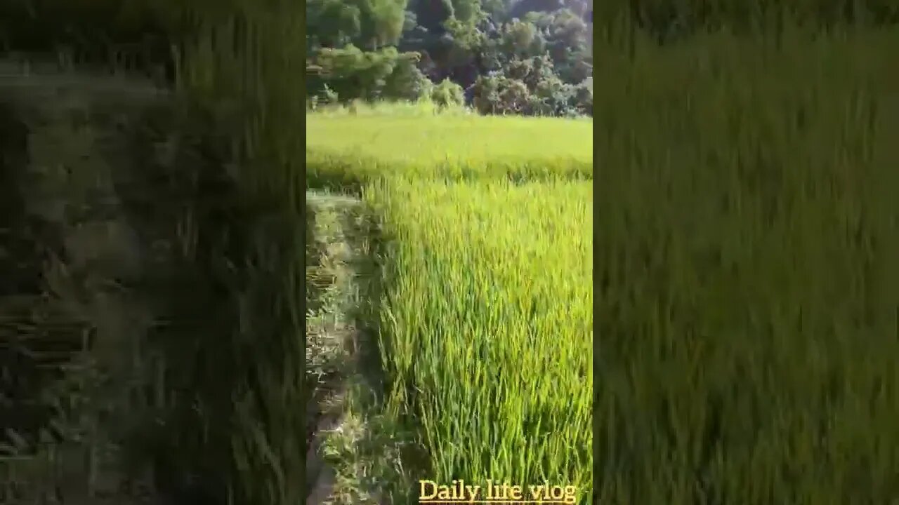 The beauty of rice fields