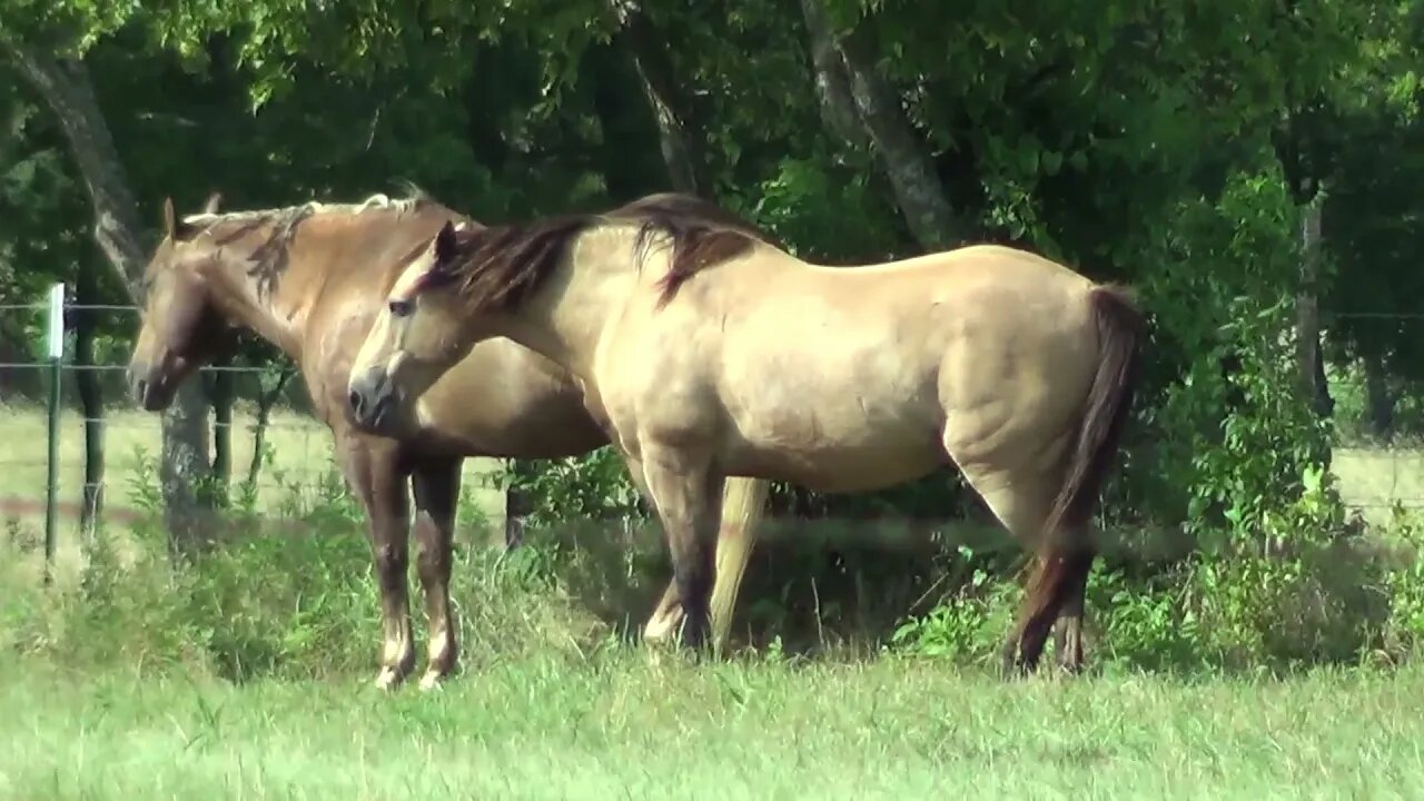 Horses Are Finally Getting Closer In The Trees & Shade - Glad To See This Developing