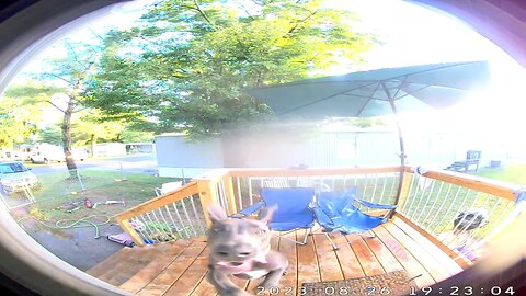 Dog Rings Doorbell to Get Back Inside | Doorbell Camera Video