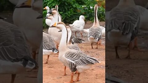 GOOSE