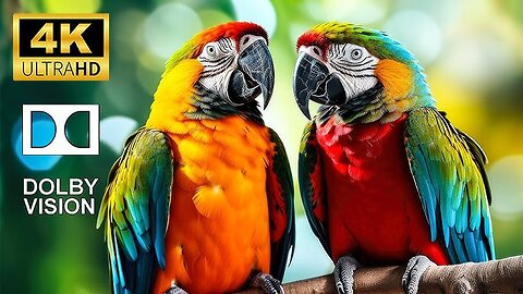 #Parrot #short #video
