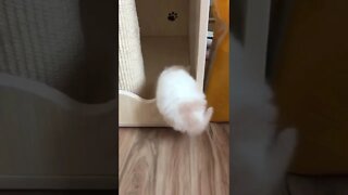 FUNNY CUTE KITTEN - Tiktok Compiled #Shorts