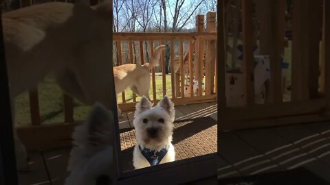 Can’t We Come In? #shorts