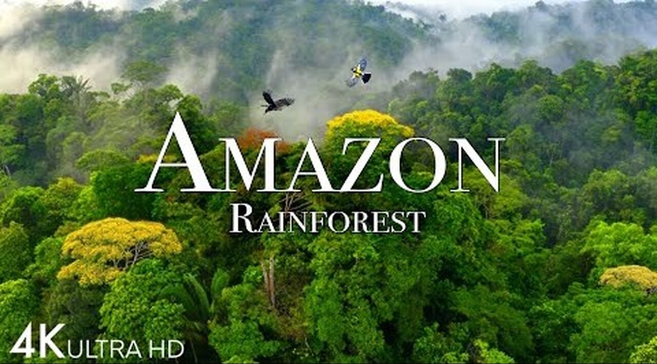 Amazon 4k - The World’s Largest Tropical Rainforest Part 2 | Jungle Sounds | Scenic Relaxation Film