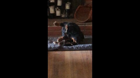 Weiner Dog troubles are real.