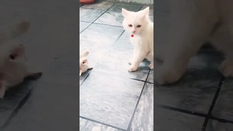 Cute Cat Video