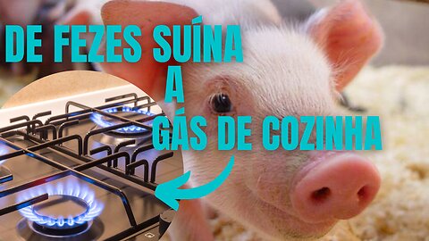 COMO É O GÁS METANO OU BIO GÁS DE FEZES DE PORCO | RAIZES DO REI | BRASIL BR