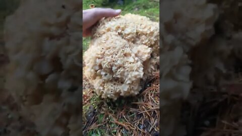 My First Ever Find!🍄🍄🍄