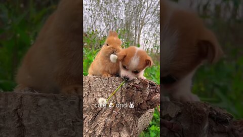 Puppy follows the bunny and learns to eat dandelion #dog #bunny #cute