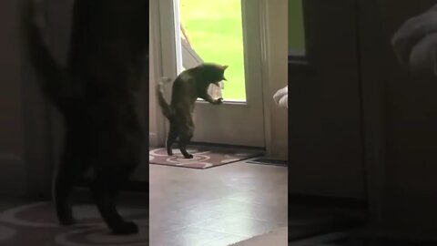 Louis Cat try to catch Blue Bird 😹, Funny cute cats ,#shorts [Louis Cat ] ,Funny Cute Pets Lovers