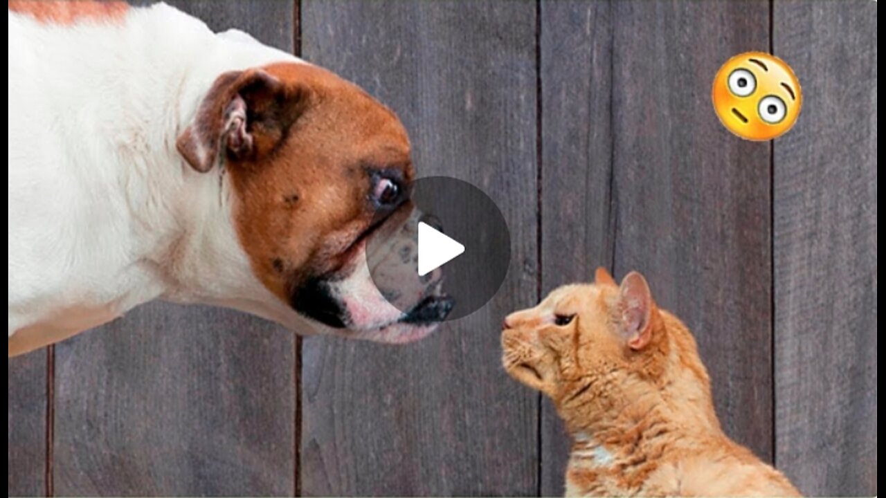 Funny Dogs And Cats Videos 2023- Best Funniest ..