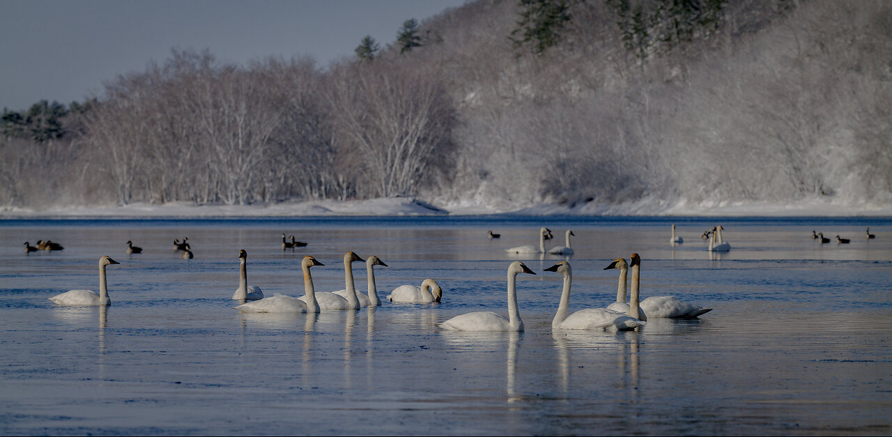 April Fools Day A Snowstorm Hit And The St. Croix River Valley Was Covered In Snow And Swans