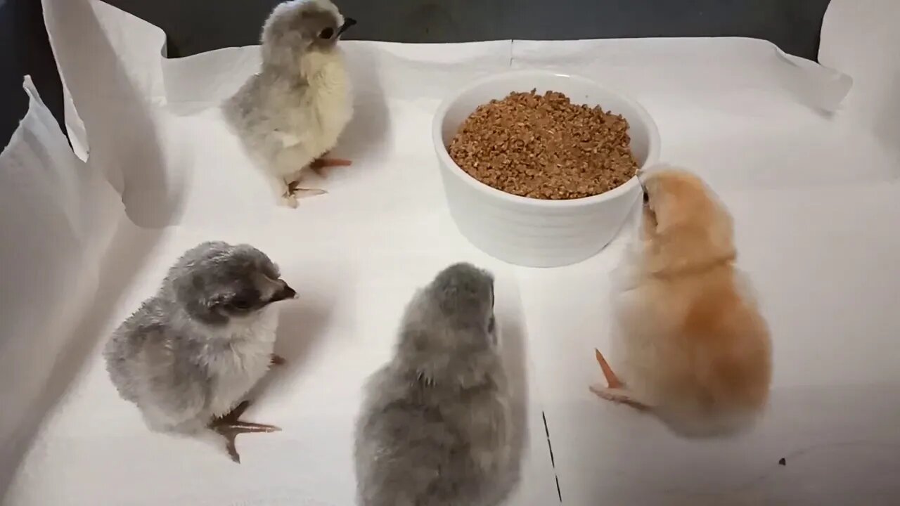 Pekin cross chicks, 1 day old, learning to eat 26th September 2020 ( Video 2 )