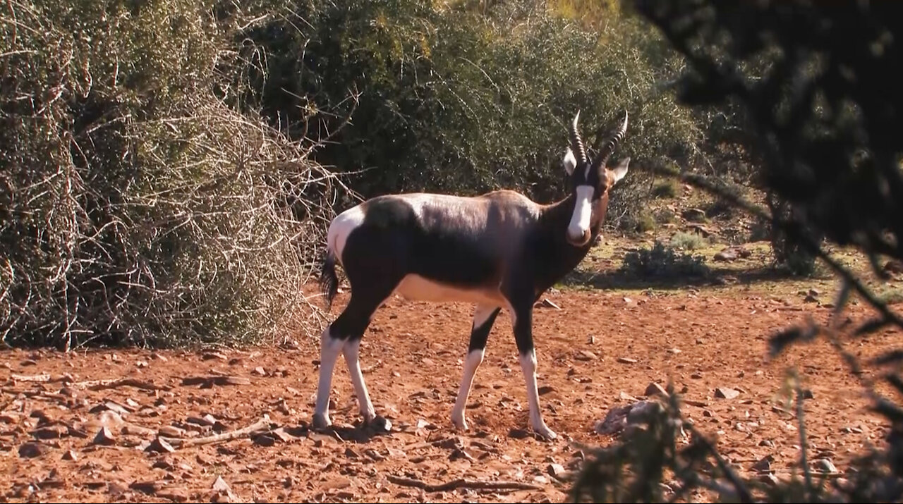 Rainbow Antelope Bow Hunt