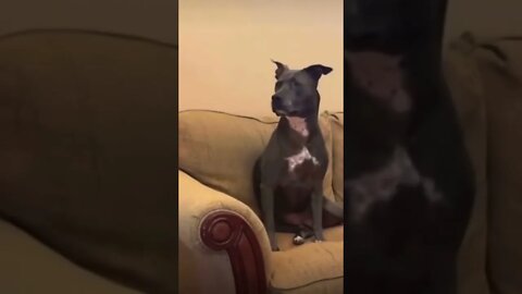 Funny doggo 👑 🥺❤️ please get this viral | #viral | #funnydogs | #trending | #shorts