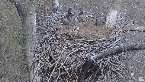 Hays Bald Eagles Nest Squirrel Kits make their Debut 2022 04 23 11 01 29 027