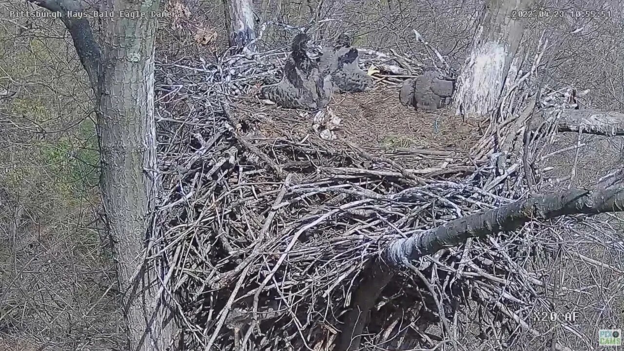 Hays Bald Eagles Nest Squirrel Kits make their Debut 2022 04 23 11 01 29 027