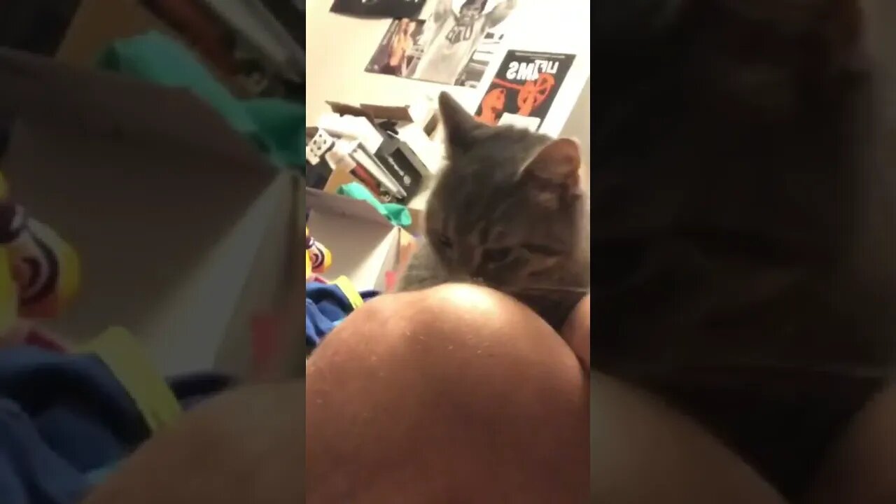 Kitty asks for a pet