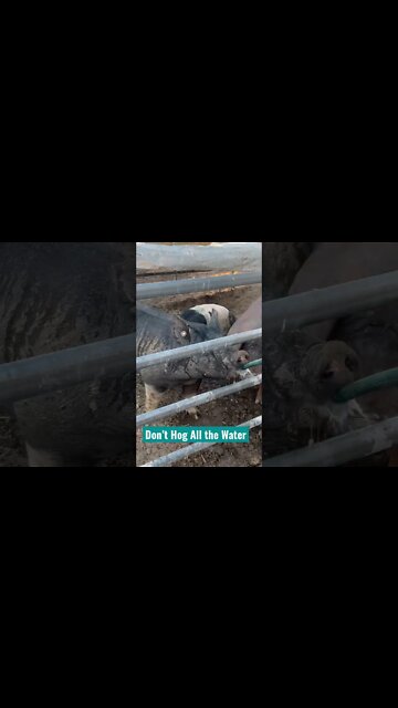 Don’t Hog All the Water #Shorts