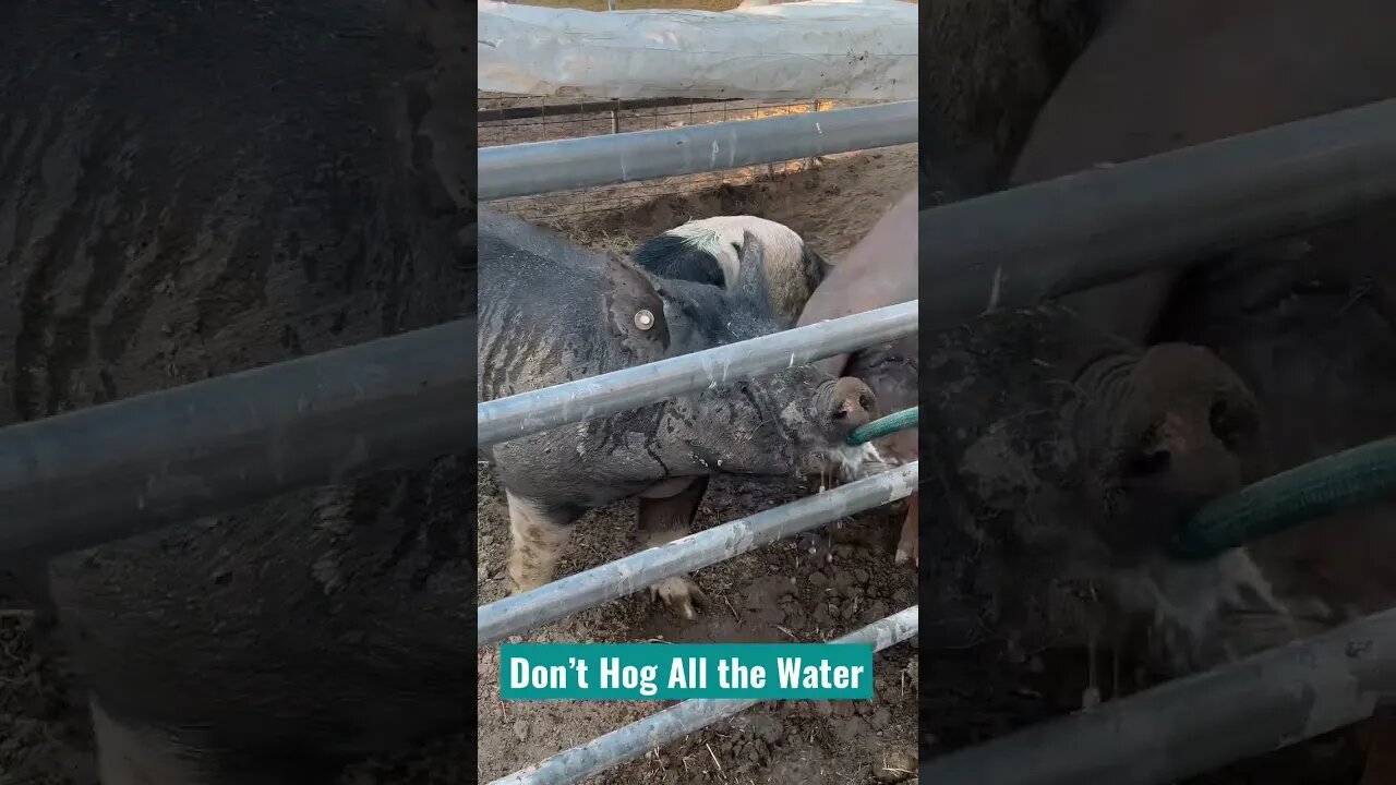 Don’t Hog All the Water #Shorts