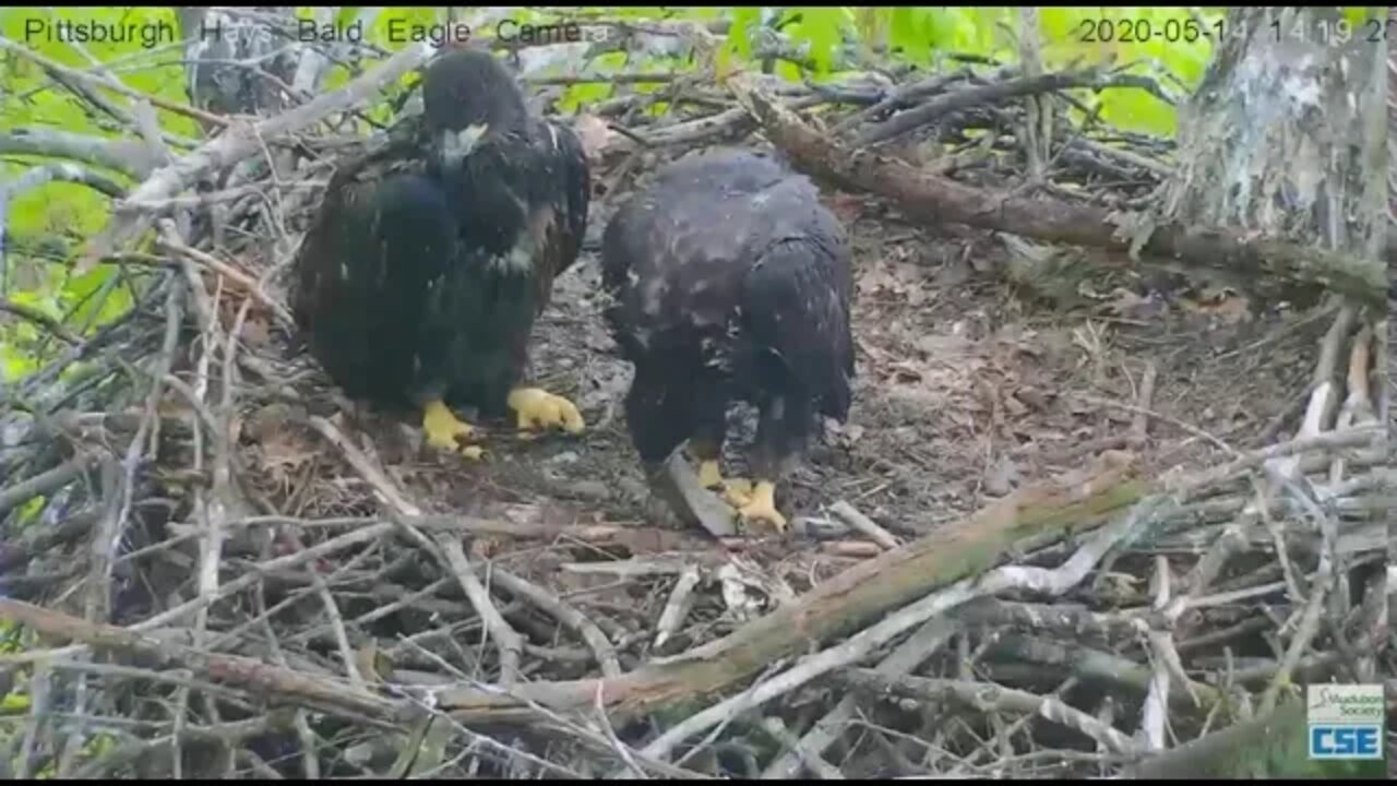 Hays Eagles H12 masters the technique to eat the fish Dad brought in 2020 05 14 206pm