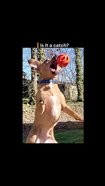 Did The Dog Catch The Ball?