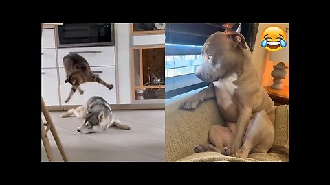 ANIMAL VIDEOS-Best dogs and cats funny compilation videos