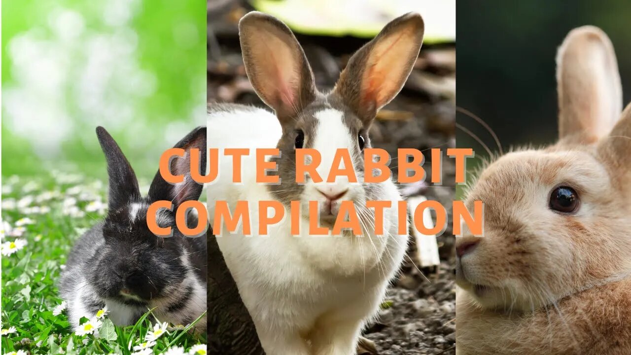 cute rabbit compilation Funny cute pets lovers