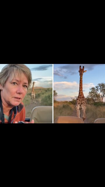 Enraged giraffe chases jeep during an African safari