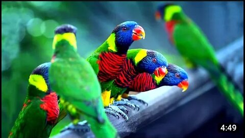 Beautyful bird show || most amazing bird video