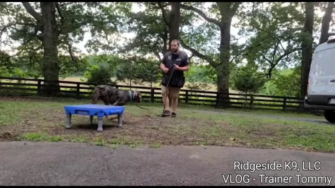 Dog Trainers Life. Reps on Reps on Reps. Ridgeside K9, LLC