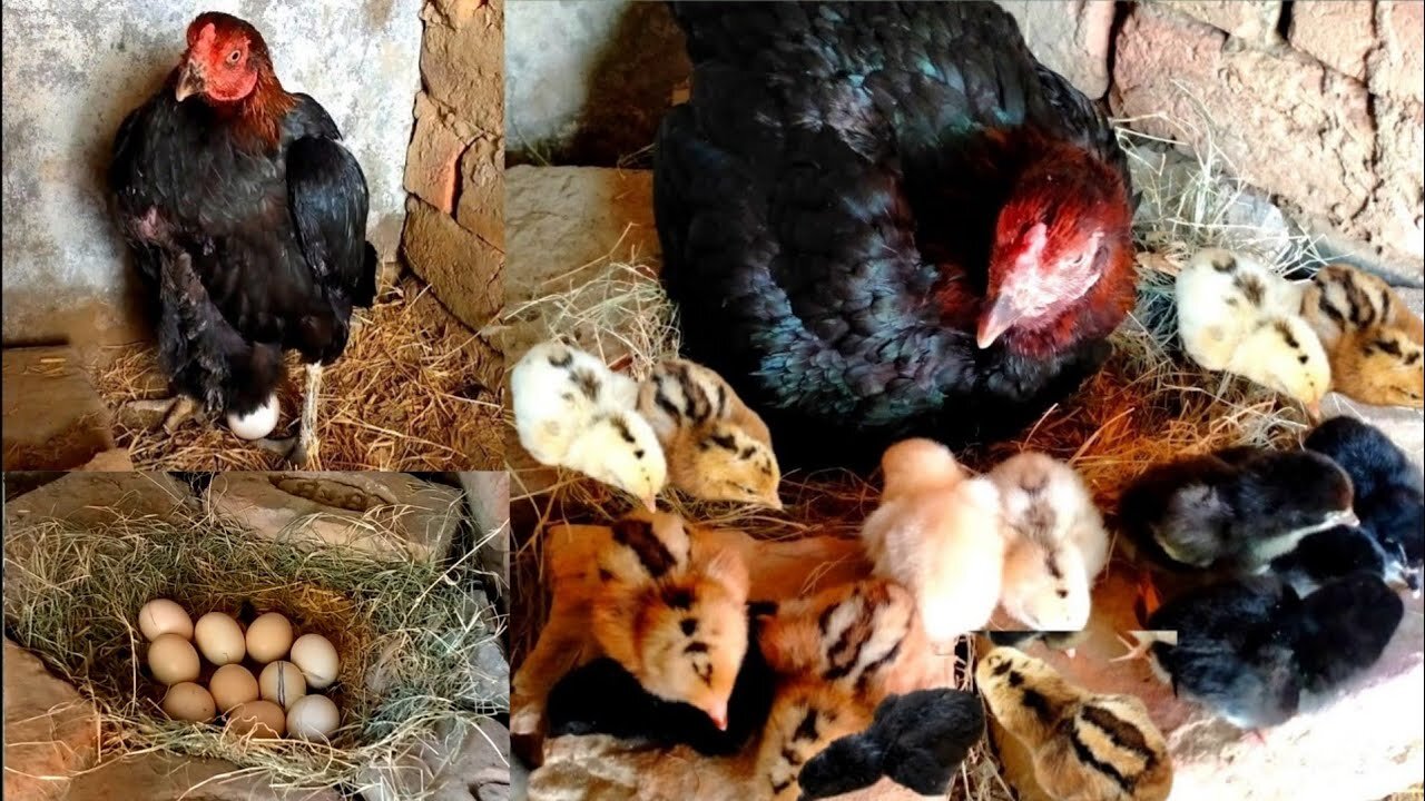 Little Mianwali's black chicks came out Laying 10 eggs 9 chicks came out