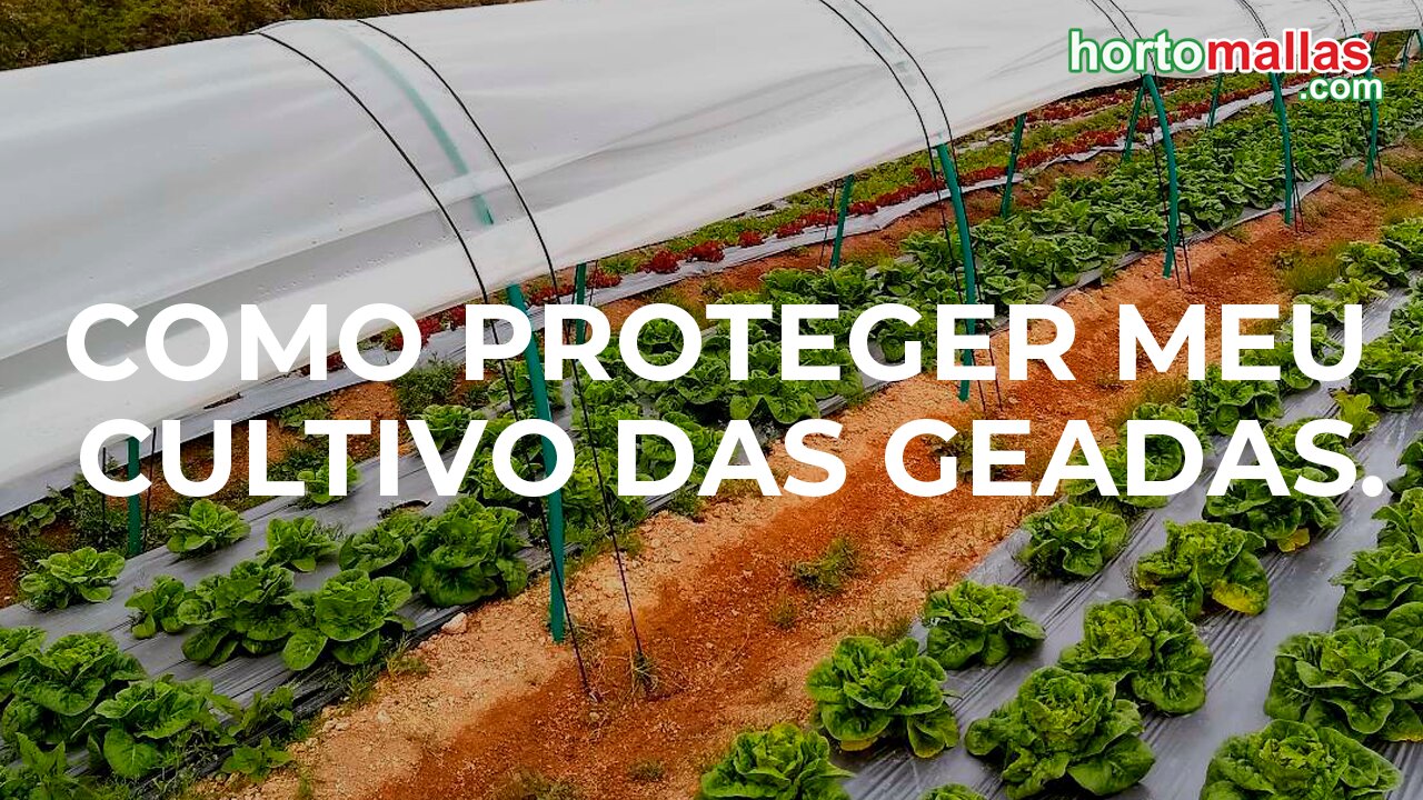 Como proteger meu cultivo das geadas.
