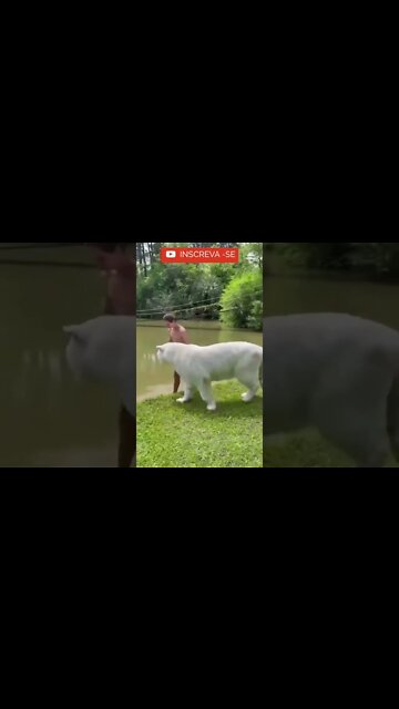 Olha que Tigre Branco mais fofo #shorts