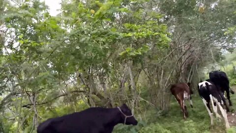 Na natureza selvagem. A caatinga no Sertão de Porto da Folha/Sergipe em 12-08-2019