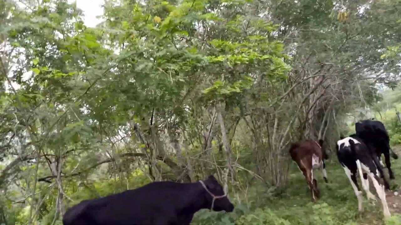 Na natureza selvagem. A caatinga no Sertão de Porto da Folha/Sergipe em 12-08-2019