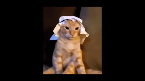 Cat ON Arabic adres #youtube #youtube #cat