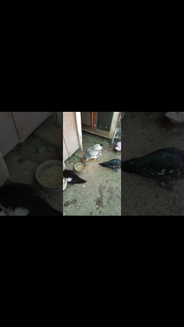 Chicken and Ducks eating some food