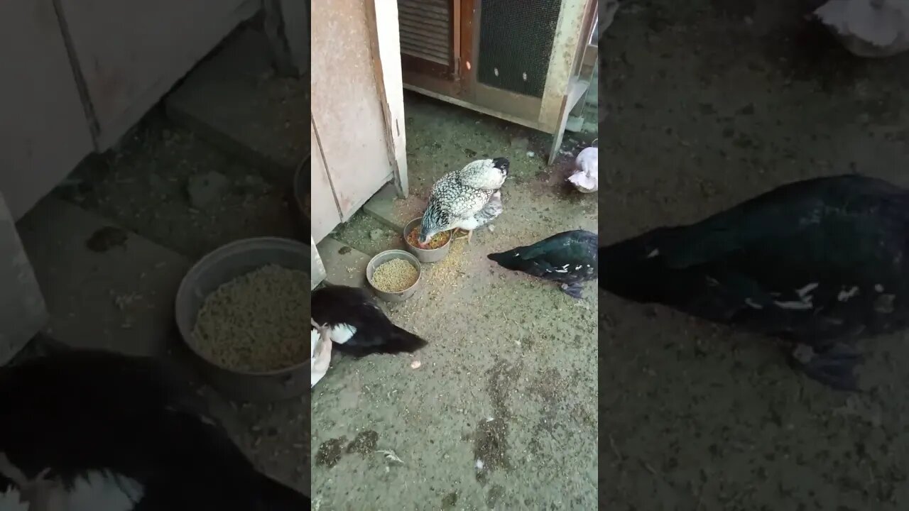 Chicken and Ducks eating some food