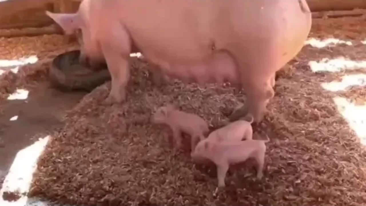 中国人的真实写照……