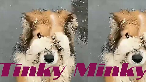 Tinky Minky dogs funny video