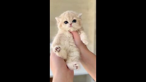 cute cats