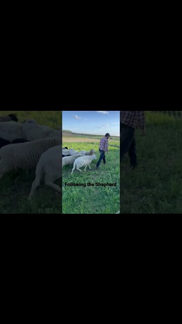 Fred, our Ram following Brandon for head scratches. #sheep #shorts #homestead #farm #iowa